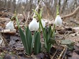 Galanthus alpinus