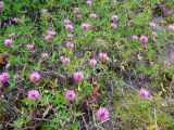 Trifolium medium