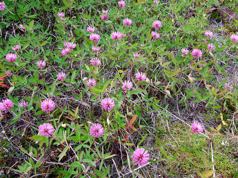 Изображение особи Trifolium medium.