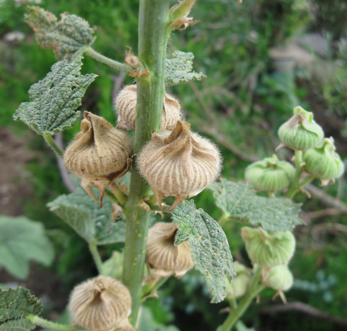 Изображение особи Alcea rosea.