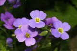 Aubrieta × cultorum. Цветки. Московская обл., Раменский р-н, окр. дер. Хрипань, дачный участок. 30.05.2009.