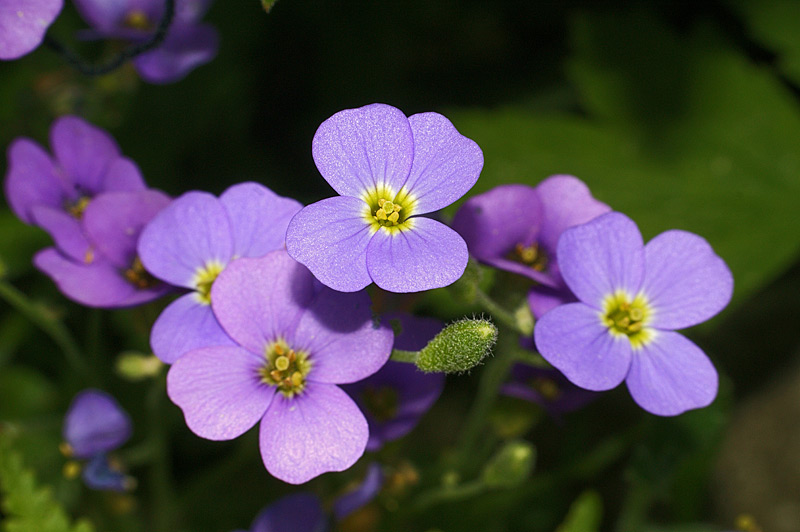 Изображение особи Aubrieta &times; cultorum.