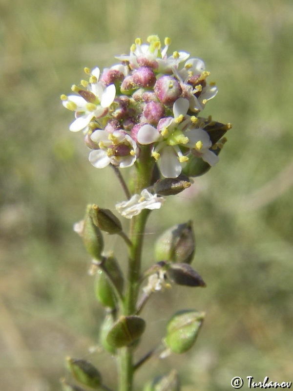 Изображение особи Lepidium graminifolium.