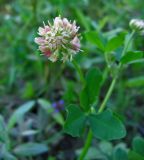 Trifolium hybridum