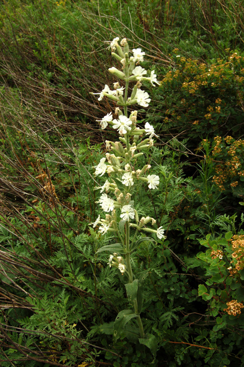 Image of Silene viscosa specimen.