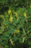 Melilotus officinalis