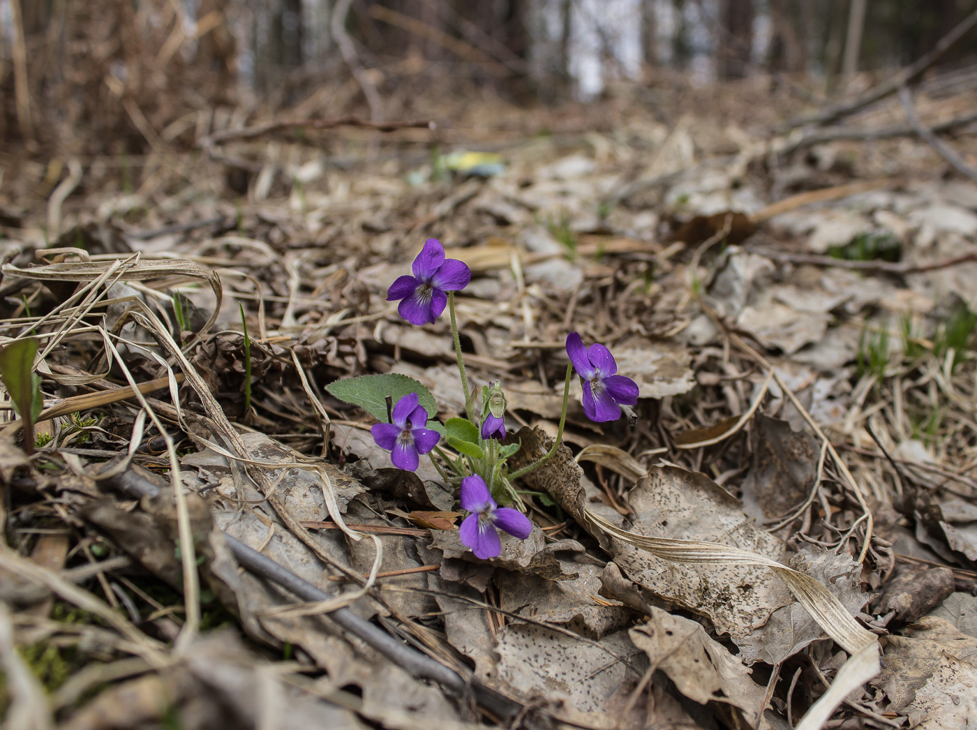 Image of Viola hirta specimen.