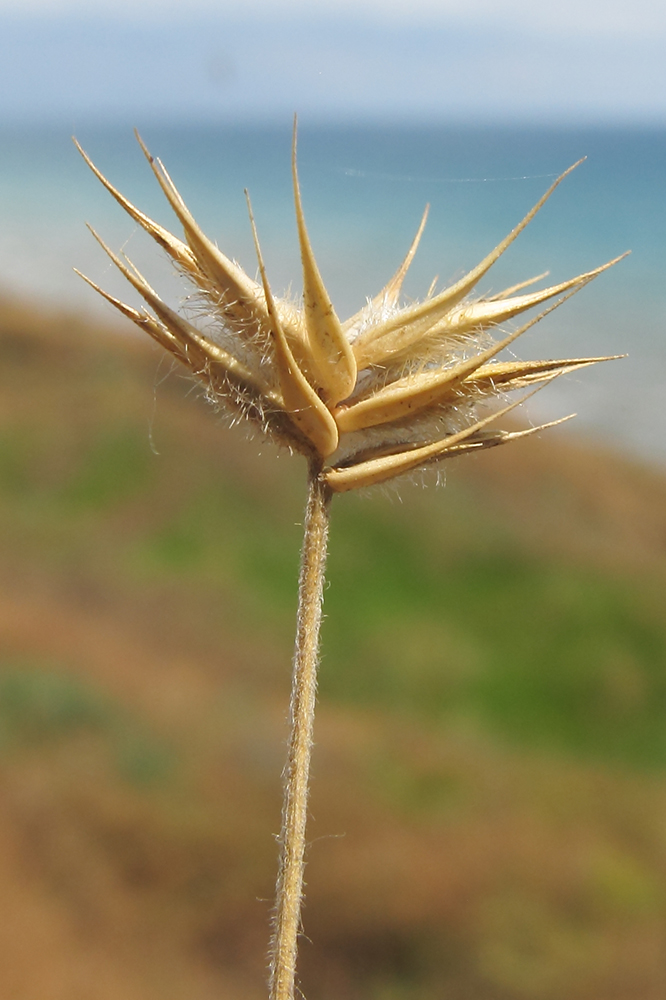 Image of Eremopyrum orientale specimen.