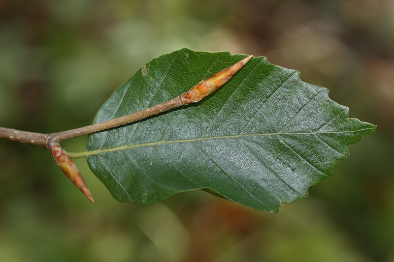 Image of Fagus sylvatica specimen.