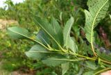 Salix × tetrapla