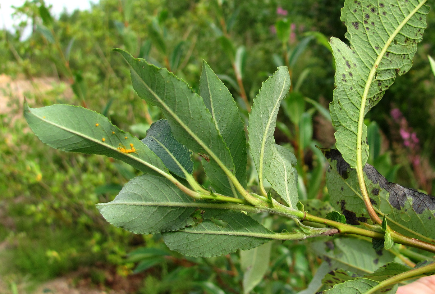 Image of Salix × tetrapla specimen.