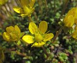 Saxifraga serpyllifolia