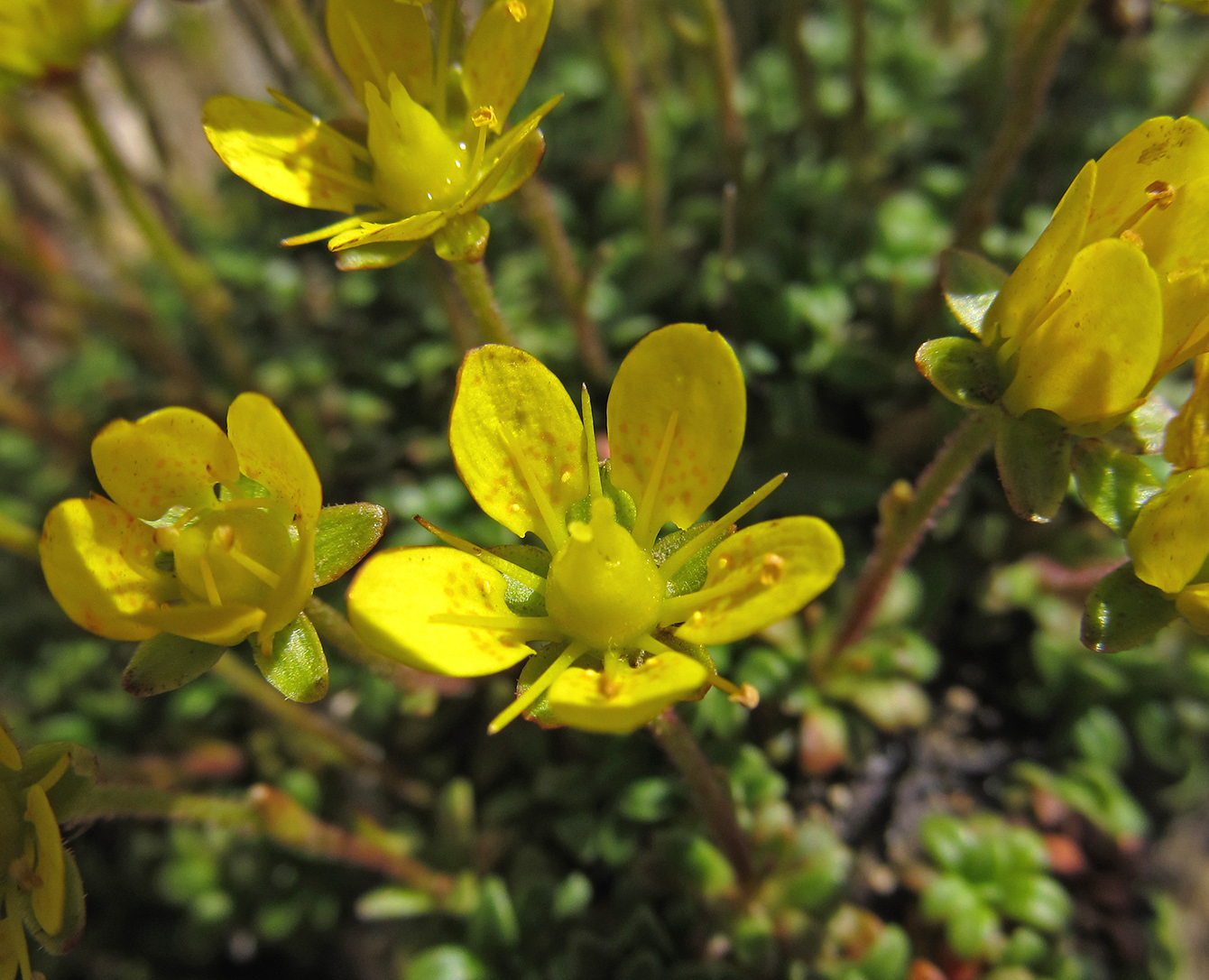 Image of Saxifraga serpyllifolia specimen.