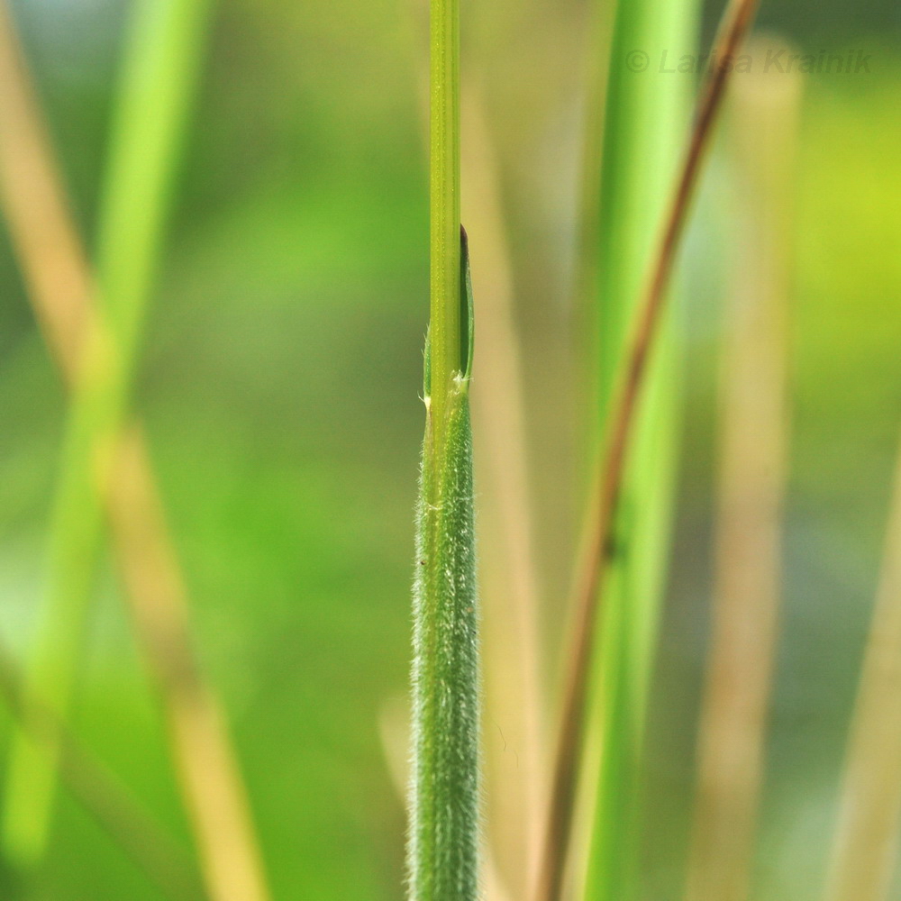 Image of Hierochloe glabra specimen.