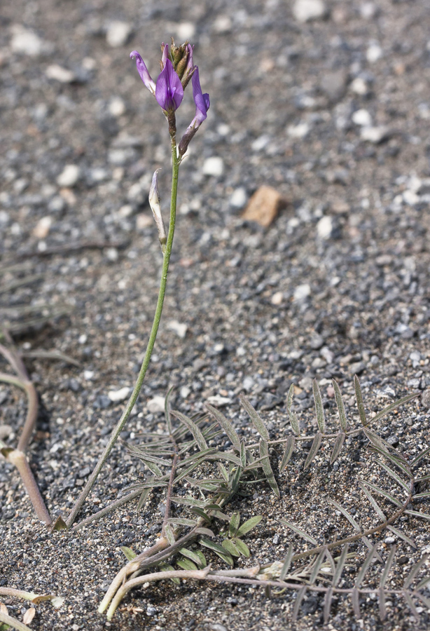 Image of Astragalus shelkovnikovii specimen.