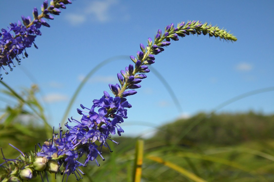 Image of Veronica longifolia specimen.