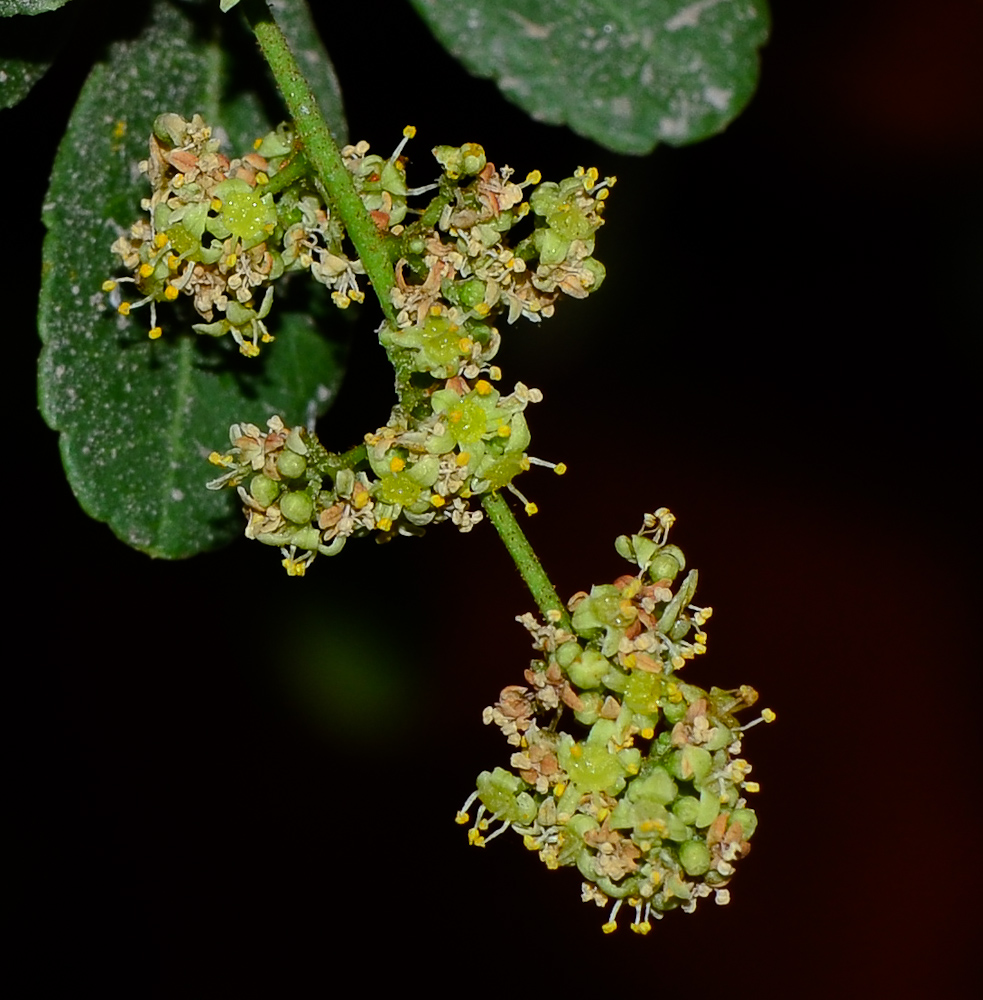 Image of Rhus crenata specimen.