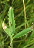 Trigonella procumbens. Лист. Крым, Симферополь, Марьино, берег непересыхающей лужи. 14 июля 2015 г.