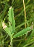 Trigonella procumbens