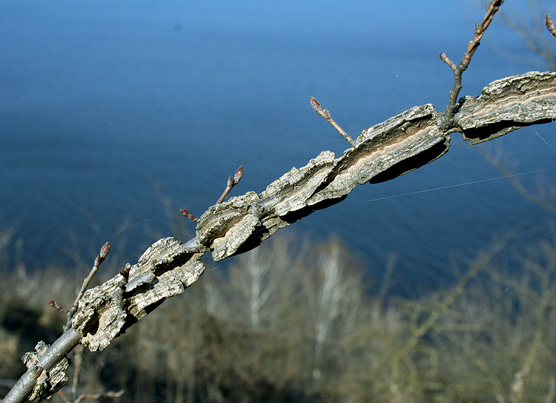 Image of Ulmus minor specimen.