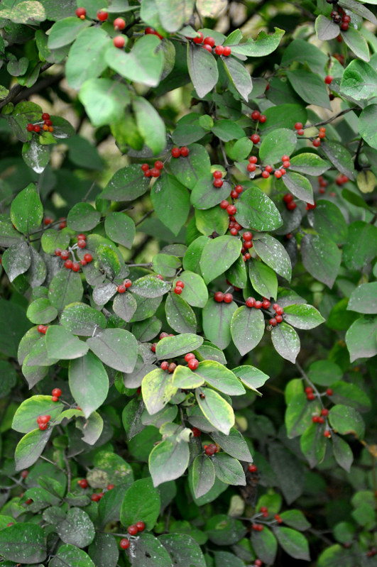 Image of Lonicera ruprechtiana specimen.