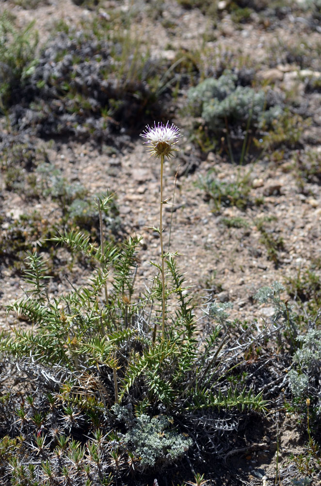 Image of Cousinia rubiginosa specimen.