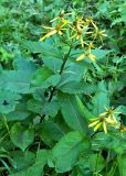 Senecio nemorensis