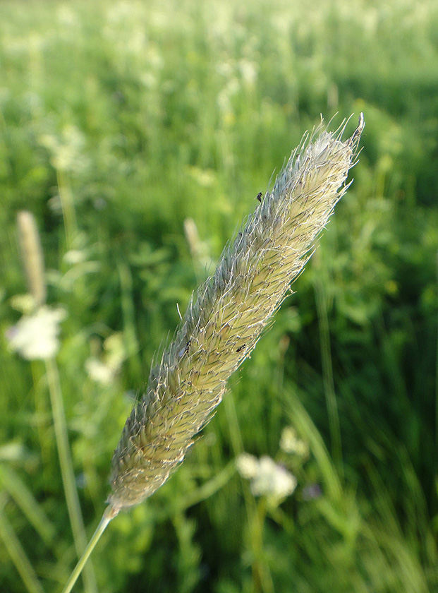 Изображение особи Alopecurus arundinaceus.