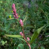 Persicaria lapathifolia