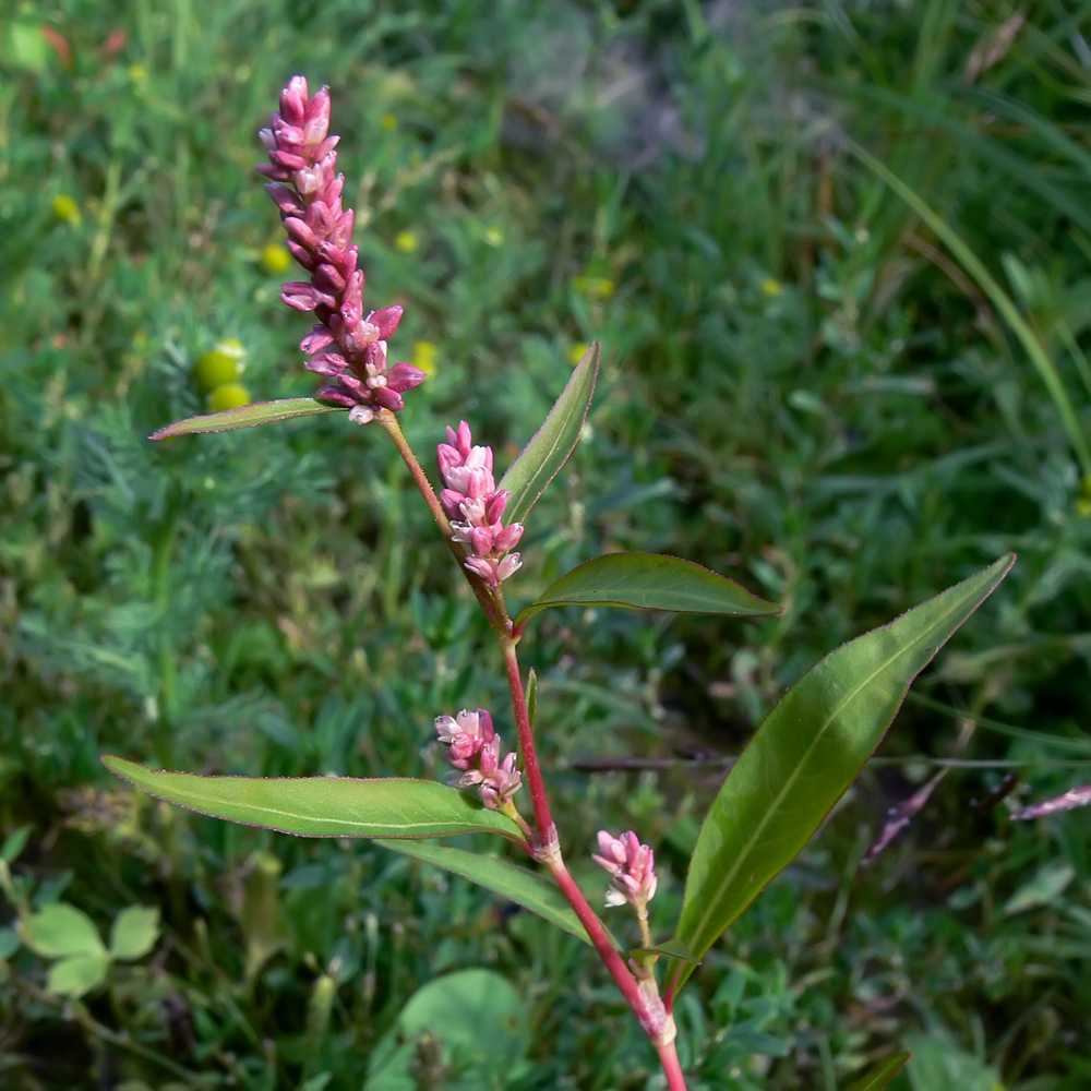 Image of Persicaria lapathifolia specimen.