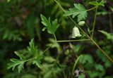 Clematis latisecta. Часть побега с цветком. Приморский край, Шкотовский р-н, окр. с. Петровка, остепнённый склон, обращенный к долине р. Петровки. 15.08.2015.