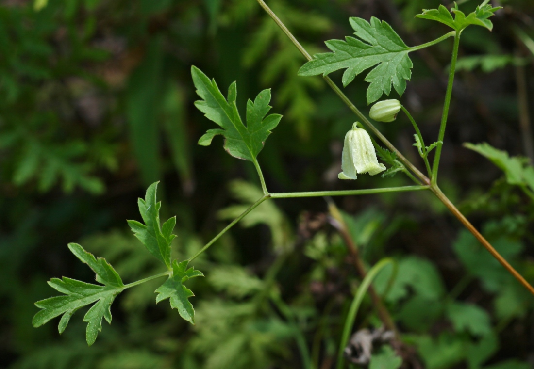 Image of Clematis latisecta specimen.