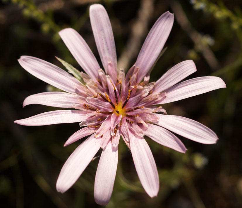 Изображение особи Tragopogon marginifolius.