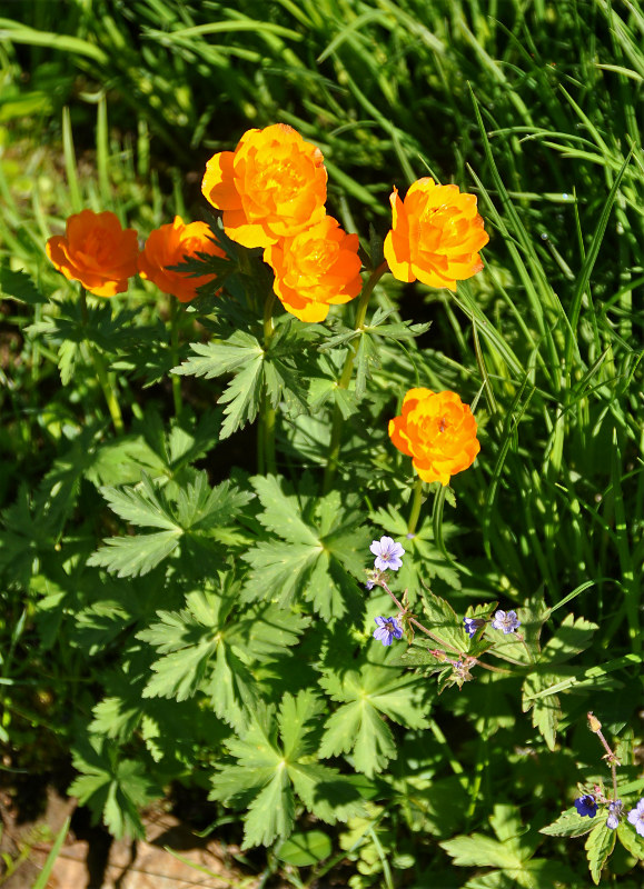 Изображение особи Trollius asiaticus.