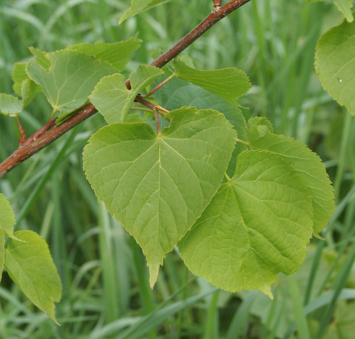 Image of Tilia cordata specimen.