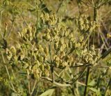 Pastinaca sylvestris