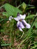 Viola epipsila