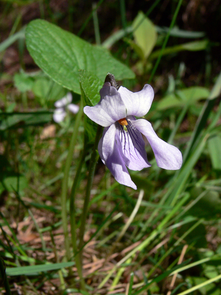 Изображение особи Viola epipsila.