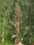 Atriplex hortensis