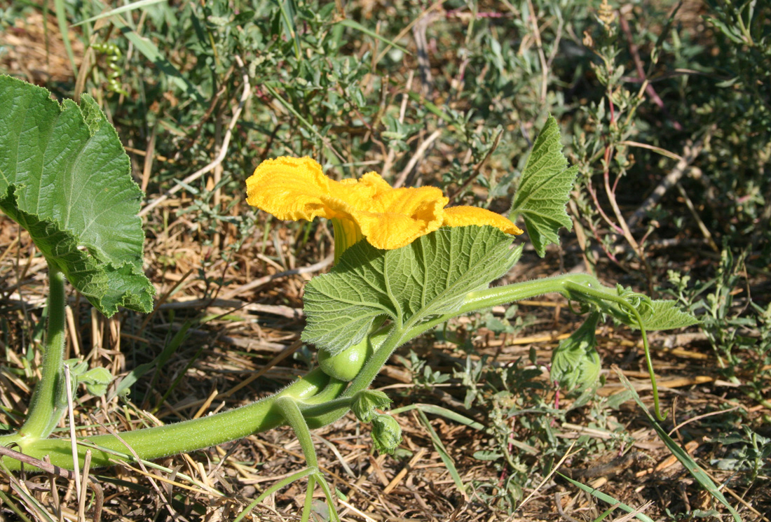 Изображение особи Cucurbita maxima.