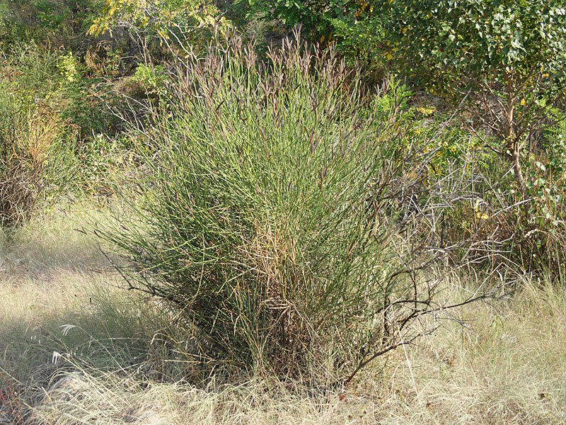 Image of Spartium junceum specimen.