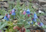 Mertensia maritima