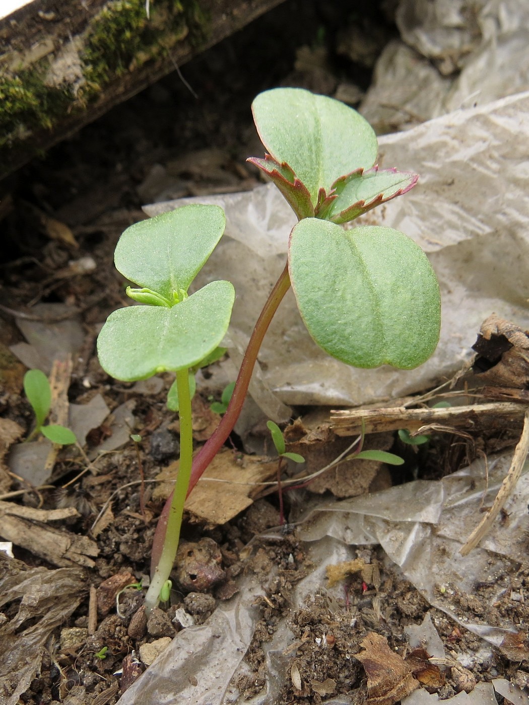 Image of Impatiens glandulifera specimen.