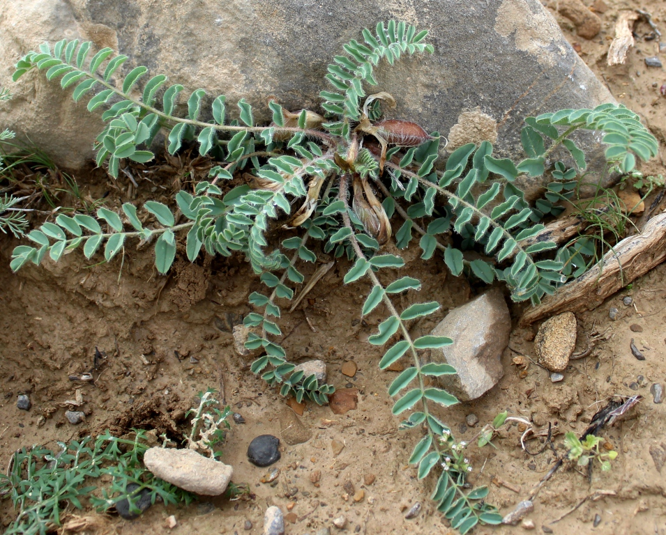 Image of Astragalus nephtonensis specimen.