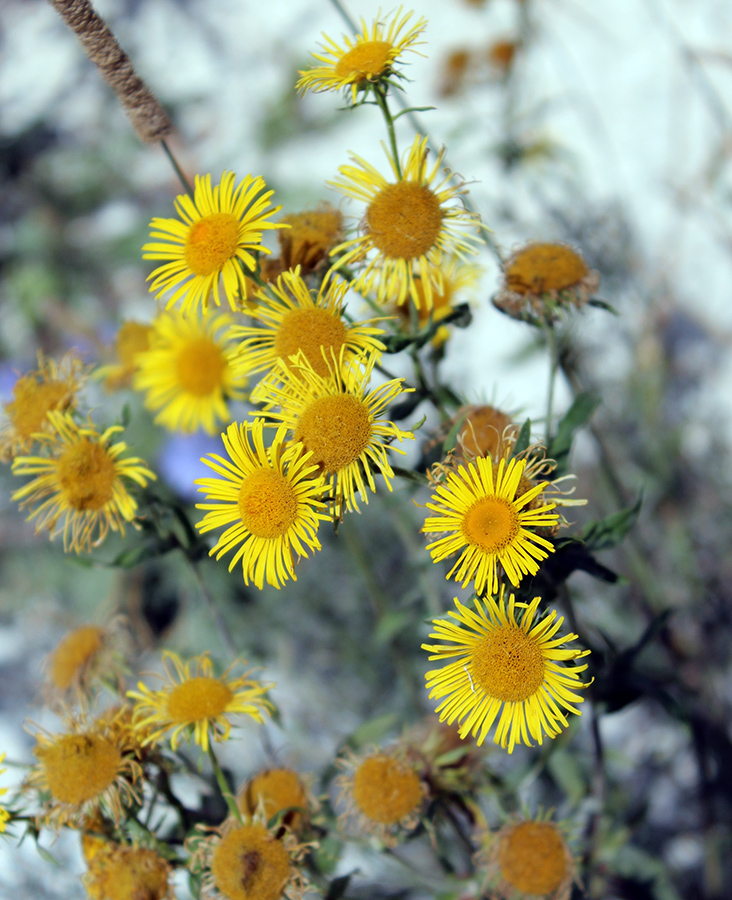 Image of Inula britannica specimen.