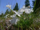 Dianthus acicularis. Цветущие растения. Свердловская обл., окр. г. Североуральск, известняковая скала, южная сторона. 30.06.2007.