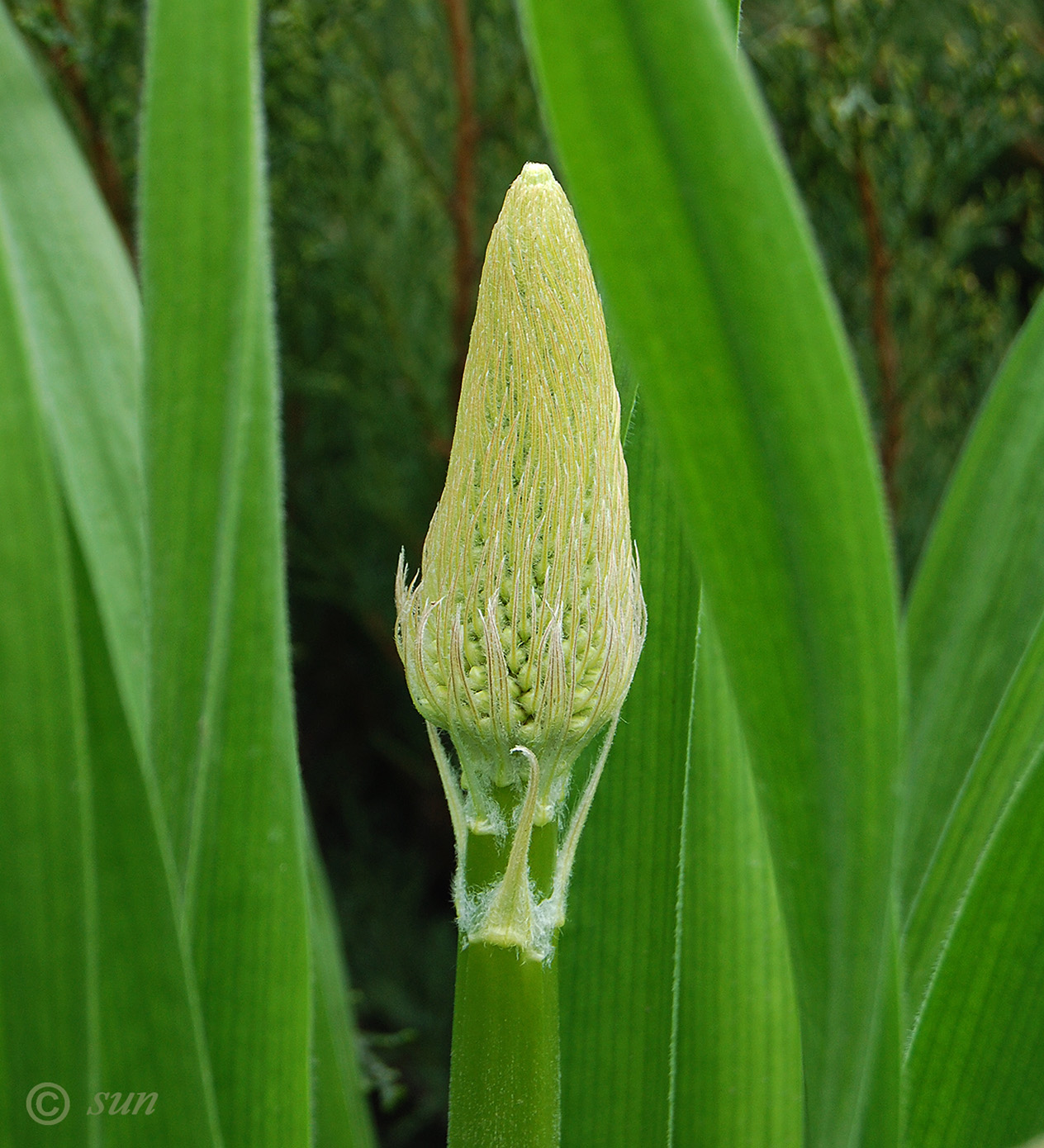 Изображение особи Eremurus robustus.