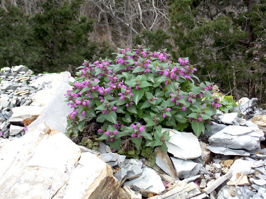 Изображение особи Lamium maculatum.