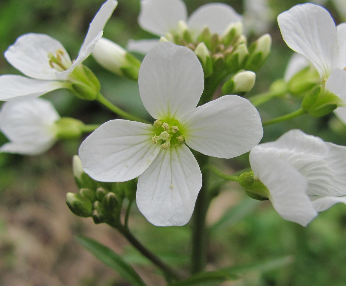 Image of Cardamine tenera specimen.