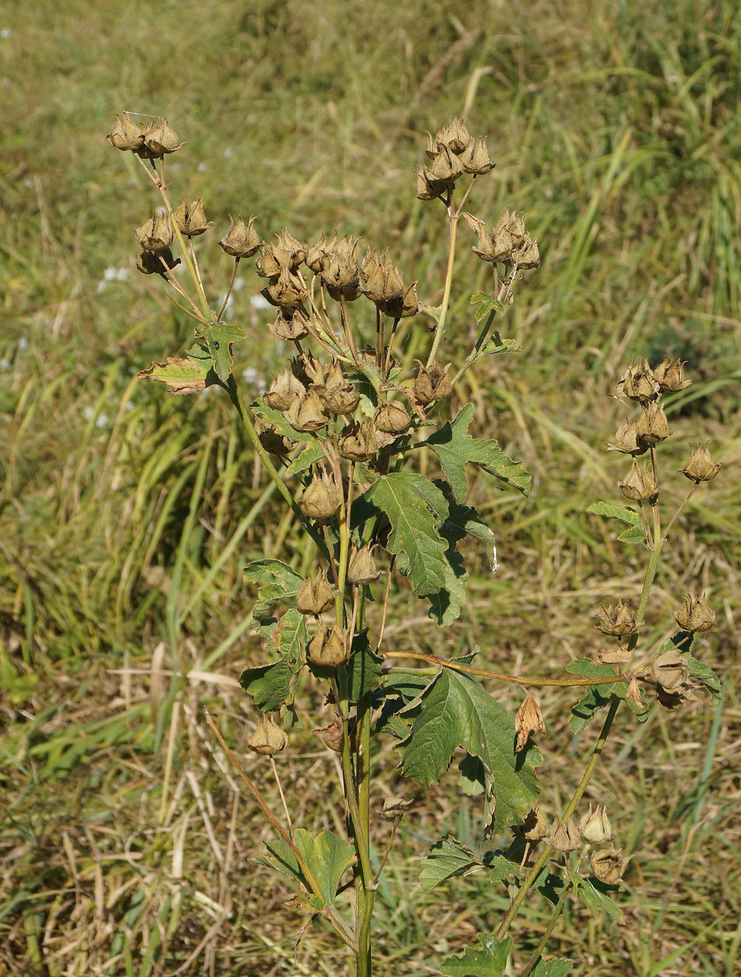 Image of Malva thuringiaca specimen.